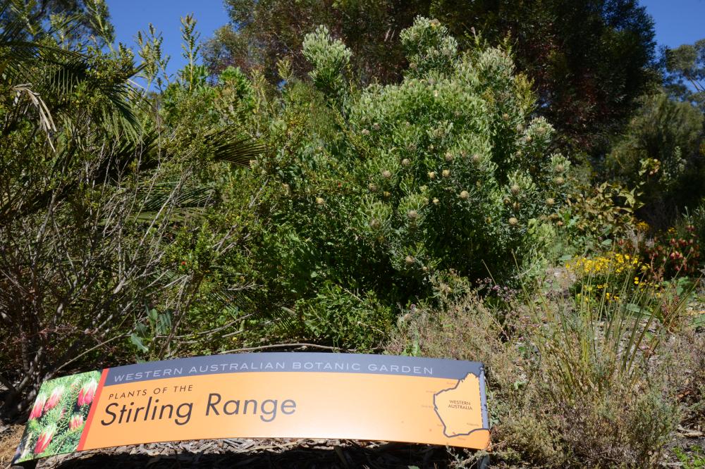 Stirling Range Garden bed